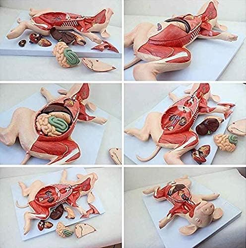 RRGJ Oktatási Modell, 10 Tudományos Anatómia - Disznó Anatómiai Modell Disznó, Embrió, Szerv, Zsigeri Anatómiai Orvosi,
