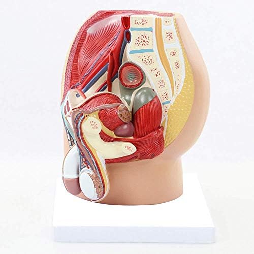 Oktatási Modell, Anatómiai Modellek Felnőttek számára, a Férfi Medence Férfi Nemi Rendszer Anatómiai Modell Emberi Anatómia