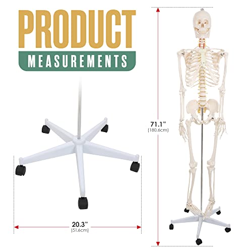 Csontváz Állni, életnagyságú Modell, Állandó Emberi Csontvázak, 71x20x20 Cm, Életnagyságú Teljes Test Anatómiája, Csuklós