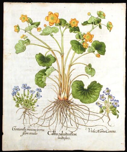 [Martch marigold] Caltha palustris flore multiplici; [Március violet] Viola Martia származó nem illó; [Tavaszi tárnics]