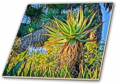3dRose Boehm Fotózás Növény - Toronymagas Aloe Növény - Csempe (ct-361537-1)