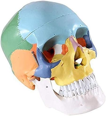 RRGJ Oktatási Modell, Tanult Emberi Koponya Modell Csontváz Fejét Oktatási Kellékek Anatómiai Adottságok Orvosi Tanítás