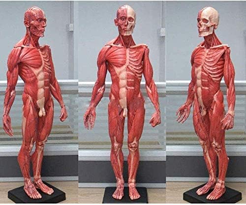 Oktatási Modell, az Emberi Hím Gyanta Modell Csontváz, Koponya Anatómiai a Hús, az Izom Anatómia Felületes Izmok 60CM