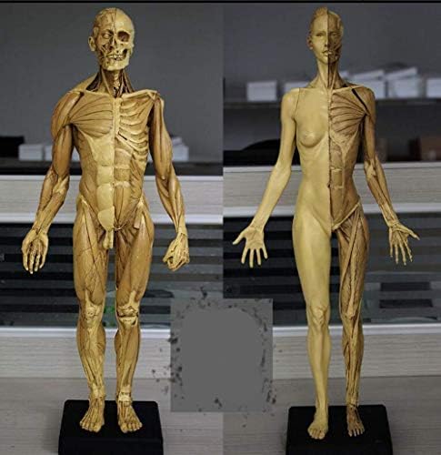 RRGJ Oktatási Modell, az Emberi Anatómia Ábra Modell 60cm Férfi + Női Izmos Emberi Anatómia, Anatómiai Modell Csont