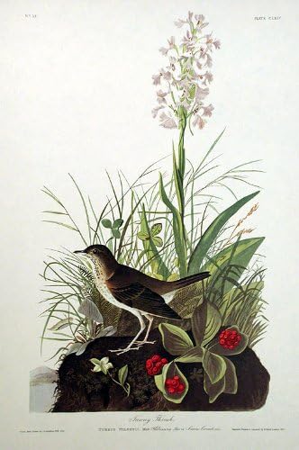 Tawny Rigó. Athe Birds of America (Amsterdam Kiadás)