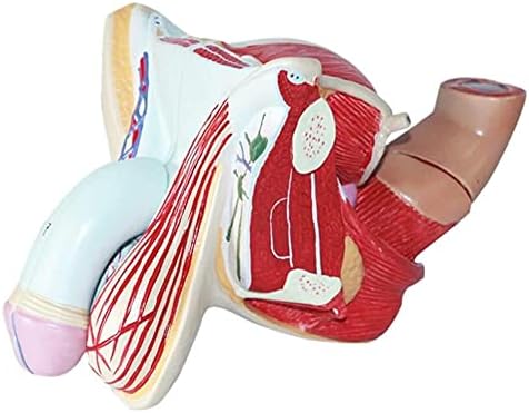 KINOFU Oktatási Modell, az Emberi Anatómia Modell Férfi Nemi Nemi Szerv Modellek PVC Emberi Anatómiai Modell Orvosi