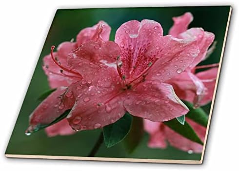 3dRose Makró fénykép rózsaszín virágait, miután az eső. - Csempe (ct_350864_1)