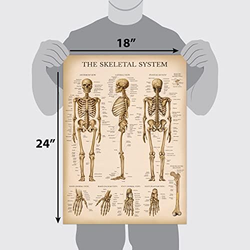 13 Pack - Vintage Anatómia Plakátok - Laminált - Izom -, Csontváz -, Gyomor -, Légzőszervi, Keringési, Endokrin, Nyirok,