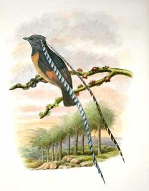 PTERIDOPHORA ALBERTI - A Király Szász Bird of paradise